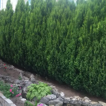 Enjoy 3* Золоті Піски